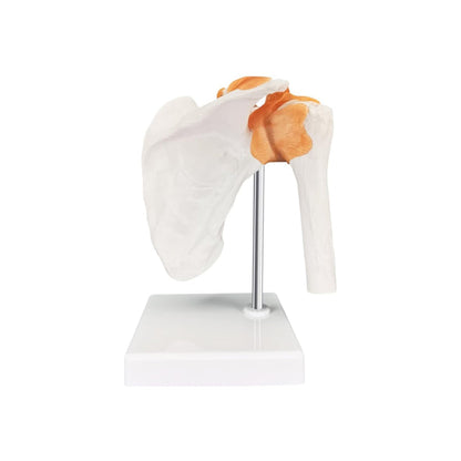 Shoulder joint