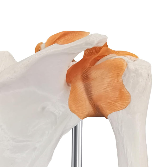 Shoulder joint