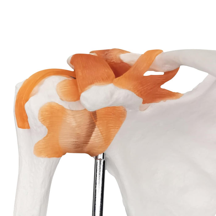 Shoulder joint
