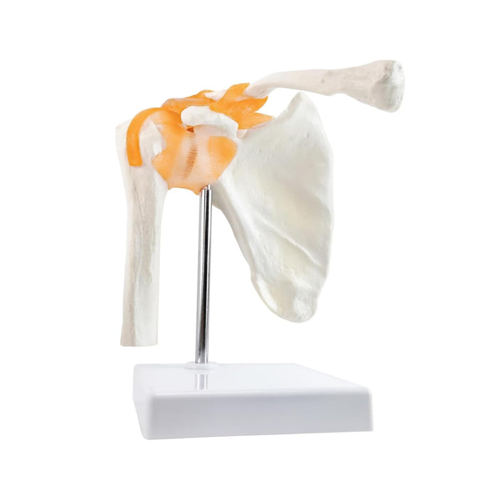 Shoulder joint