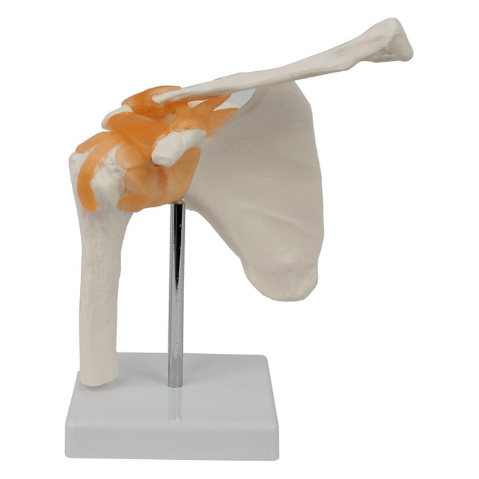 Shoulder joint