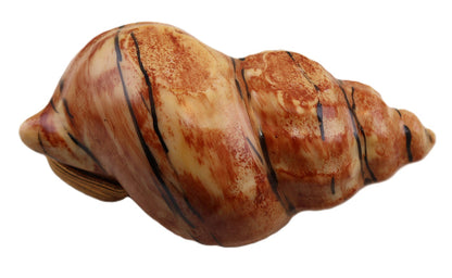 SKU# 6059 - Whelk - Sea Snail