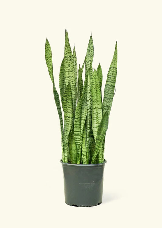 Snake Plant, Zeylanica